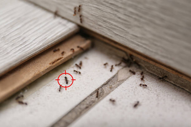 Best Emergency Pest Control  in Whippany, NJ