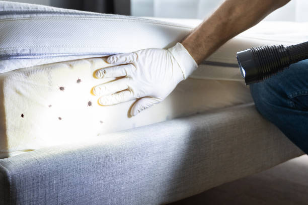 Best Termite Control Services  in Whippany, NJ