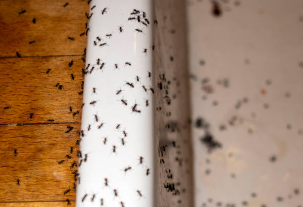 Best Pest Control Treatment  in Whippany, NJ